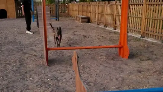 Proteo Köpek Eğitim Parkuru'na tam not