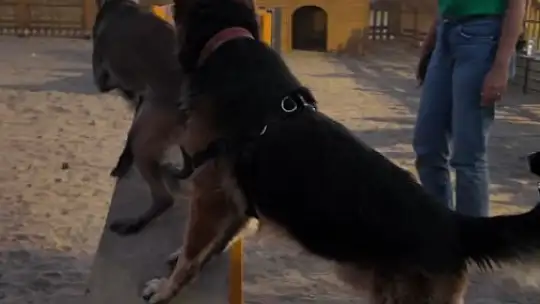 Proteo Köpek Eğitim Parkuru'na tam not