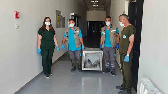 Rehabilitasyonu tamamlanan 35 yaban kuşu doğayla buluşturuldu