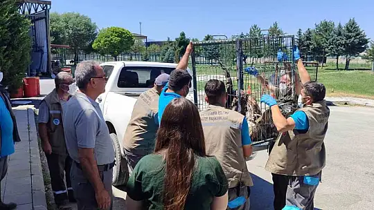 Rehabilitasyonu tamamlanan 35 yaban kuşu doğayla buluşturuldu