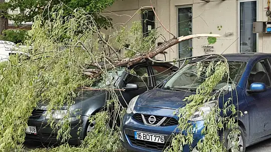 Rüzgarda kırılan ağaç dalı otomobillerin üzerine düştü