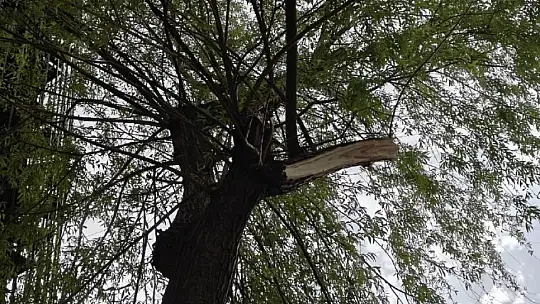 Rüzgarda kırılan ağaç dalı otomobillerin üzerine düştü