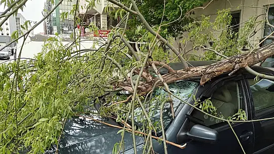 Rüzgarda kırılan ağaç dalı otomobillerin üzerine düştü