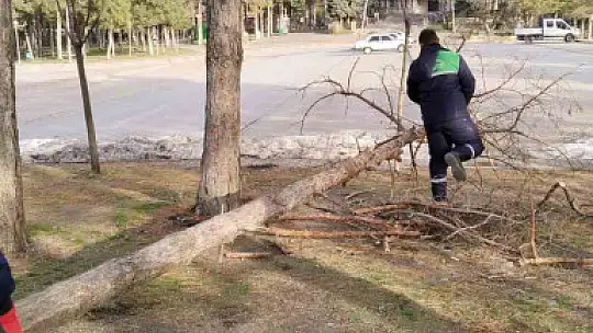 Rüzgardan devrilen ağaçlar temizleniyor