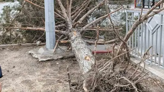 Rüzgardan devrilen ağaçlar temizleniyor