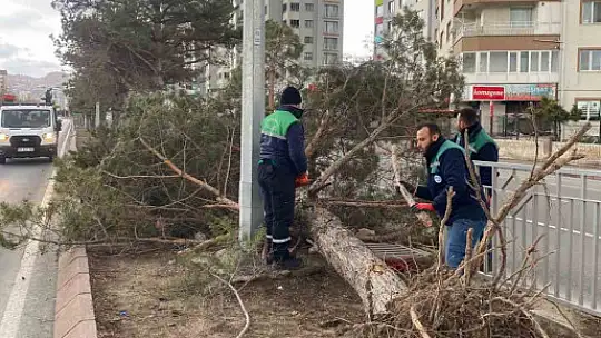 Rüzgardan devrilen ağaçlar temizleniyor