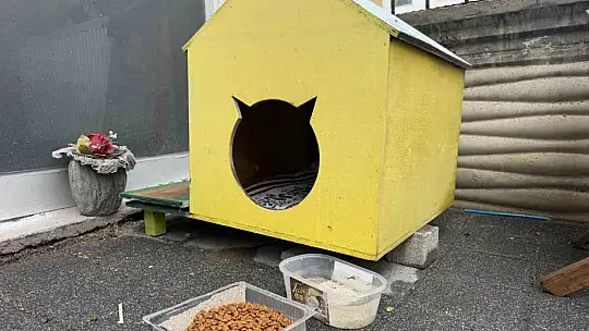 Şehir merkezine inen tilki kimseye aldırış etmeden karnını doyurdu