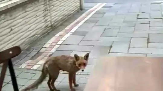Şehir merkezine inen tilki kimseye aldırış etmeden karnını doyurdu