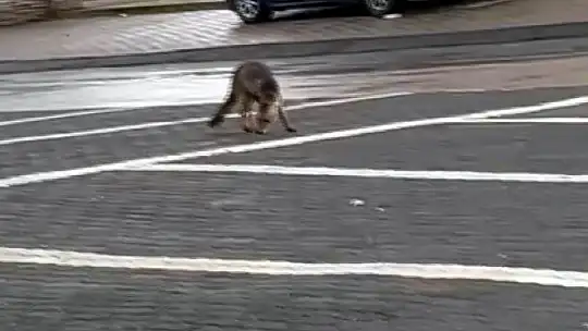 Şehir merkezine inen tilki kimseye aldırış etmeden karnını doyurdu