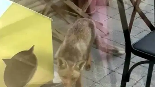 Şehir merkezine inen tilki kimseye aldırış etmeden karnını doyurdu