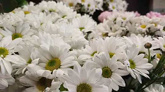 Sevgililer Günü'nde trend kırmızı gül