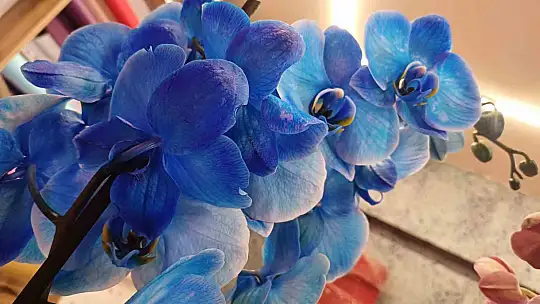 Sevgililer Günü'nde trend kırmızı gül