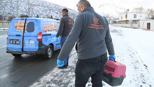 Sevimli Dost ambulansı, binlerce sokak hayvanının yardımına koştu