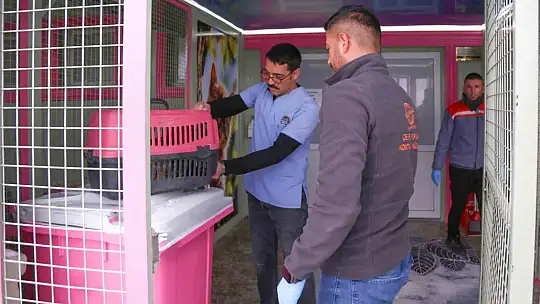 Sevimli Dost ambulansı, binlerce sokak hayvanının yardımına koştu