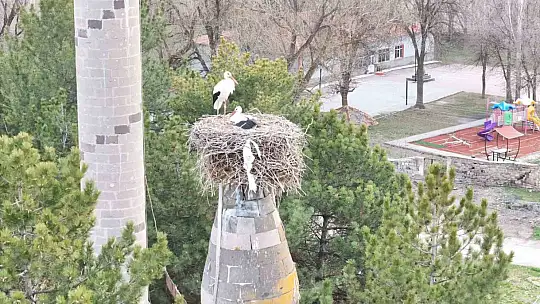 Şıhbarak mahallesinde baharın müjdecisi leylekler yuvalarına döndü