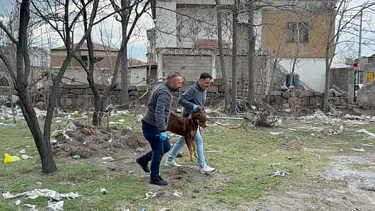 Sokak hayvanları saldırısında büyükşehir belediyeleri ve valilikler de sorumlu