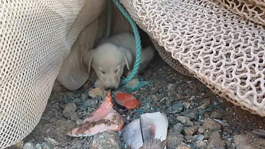Sokak hayvanlarına balık ziyafeti