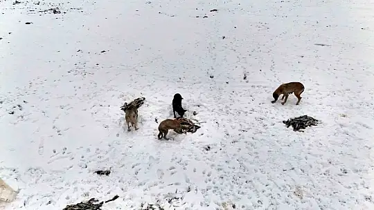 Suriye'den dönen balıklar hayvanlara yem oldu