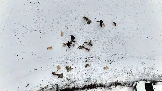 Suriye'den dönen balıklar hayvanlara yem oldu