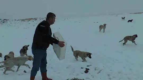 Suriye'den dönen balıklar hayvanlara yem oldu