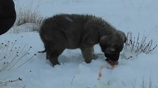 Suriye'den dönen balıklar hayvanlara yem oldu