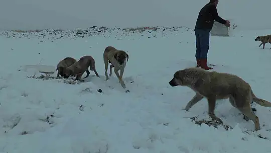 Suriye'den dönen balıklar hayvanlara yem oldu