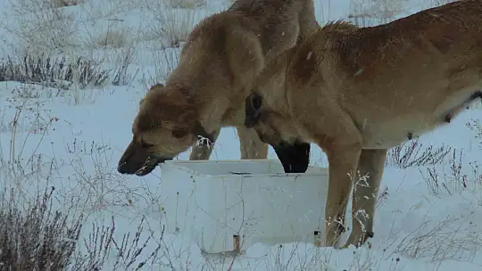 Suriye'den dönen balıklar hayvanlara yem oldu