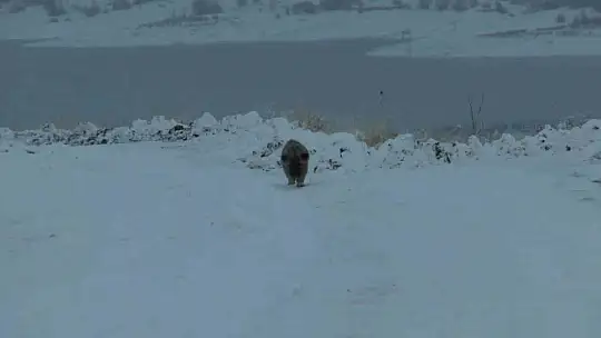 Suriye'den dönen balıklar hayvanlara yem oldu
