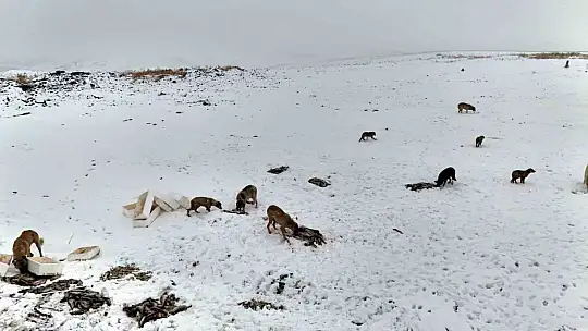 Suriye'den dönen balıklar hayvanlara yem oldu