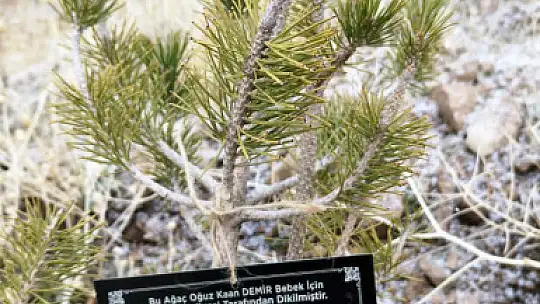 Talas Belediyesi'nden geleceğe nefes: Her bebek için bir fidan