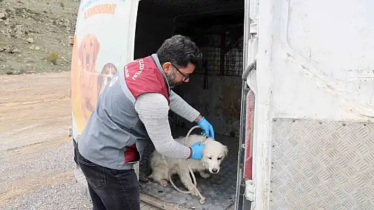 Talas Pati Evi, sahipsiz canlara yuva oluyor