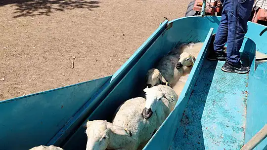 Talas'ta 16 bin koyun bu banyodan geçti