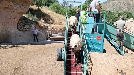 Talas'ta 16 bin koyun bu banyodan geçti