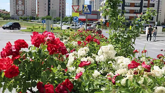 Talas'ta çiçek yılında sahne güllerin