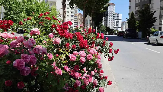 Talas'ta çiçek yılında sahne güllerin