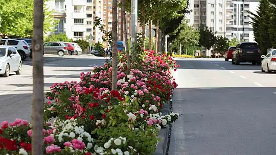 Talas'ta çiçek yılında sahne güllerin