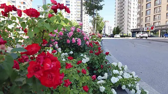 Talas'ta çiçek yılında sahne güllerin