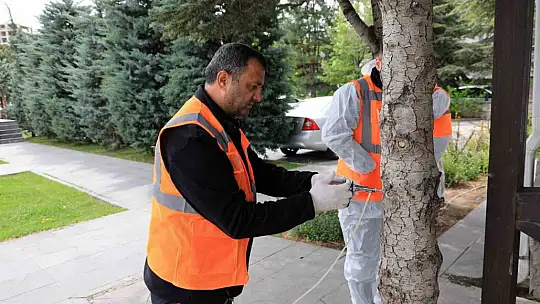Talas'tan çevre dostu ilaçlama atağı
