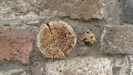 Tarihi Kayseri Kalesi'ndeki ağaçlar araştırılıyor