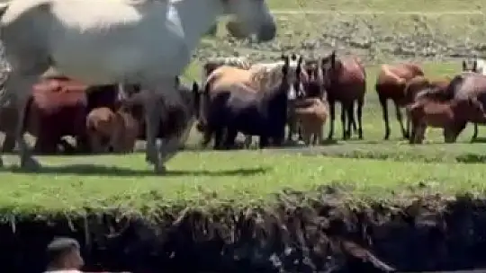 Tayı kurtarmak için suya atladı, o anlar kamerada