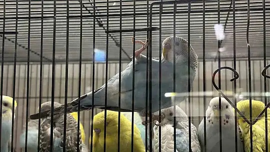 Teknoloji bağımlılığına karşı evcil hayvan önerisi