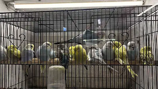 Teknoloji bağımlılığına karşı evcil hayvan önerisi