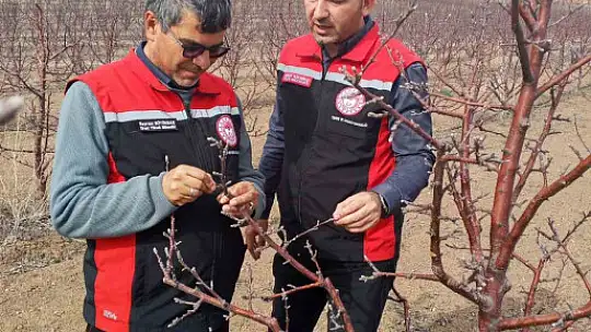 Tomarza'da zirai don uyarısı sonrası saha kontrolleri devam ediyor