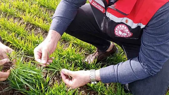 Tomarza'da zirai don uyarısı sonrası saha kontrolleri devam ediyor