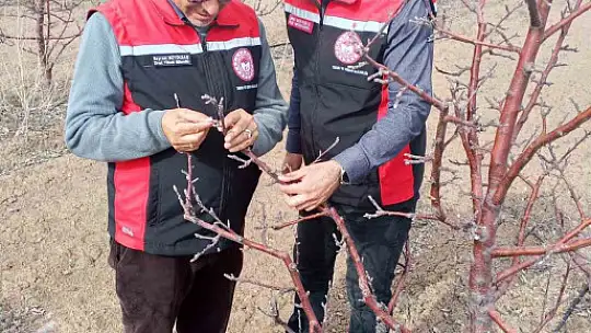 Tomarza'da zirai don uyarısı sonrası saha kontrolleri devam ediyor