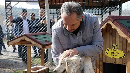 Türkiye'ye örnek 'Pati Evi' Talas'ta