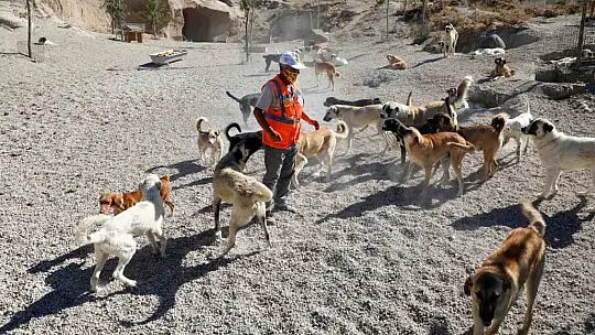 Türkiye'ye örnek 'Pati Evi' Talas'ta