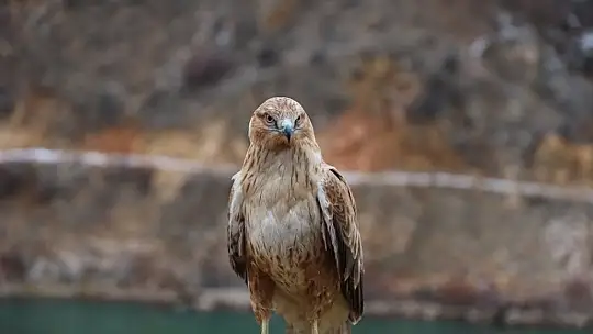 Vali Çiçek tedavisi tamamlanan hayvanları doğaya saldı