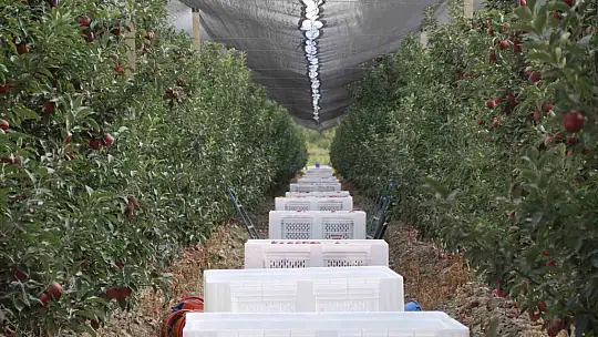 Yahyalı'da hedef 100 bin ton hasat