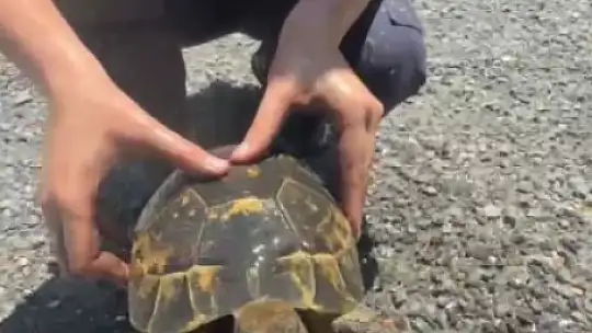 Yangında mahsur kalan kaplumbağaya itfaiyeden yardım eli